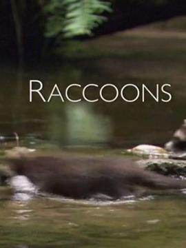 浣熊 Raccoons