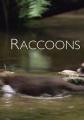 浣熊 Raccoons